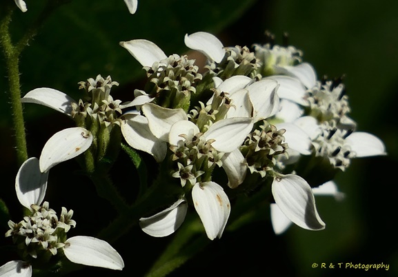 {Verbesina virginica}